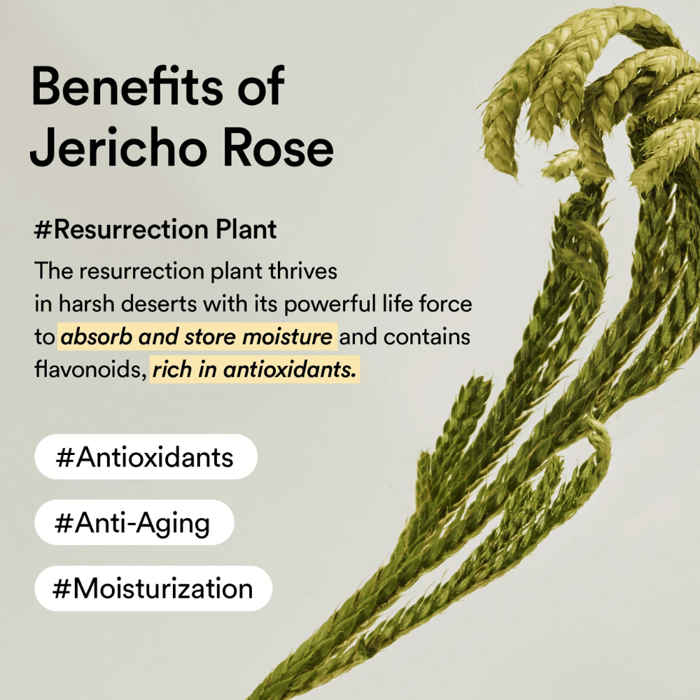 Jericho Rose plant – a natural source of antioxidants and moisture. Helps the skin retain elasticity and resist signs of aging.